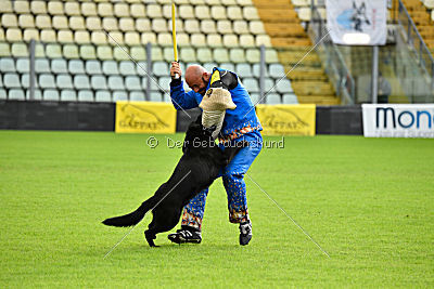 Woody z Ditcina dvora