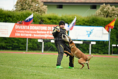 Working Malinois Daisy
