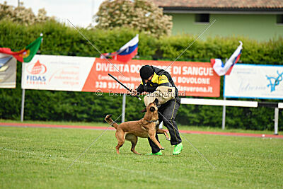 Working Malinois Daisy