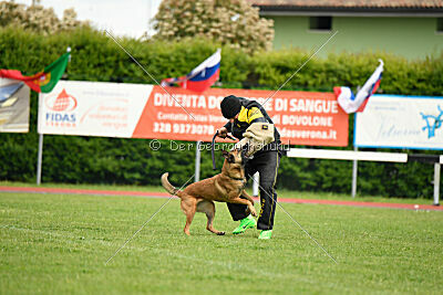 Working Malinois Daisy
