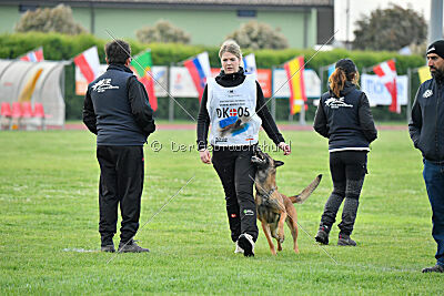 Working Malinois Daisy
