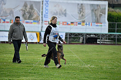 Working Malinois Daisy