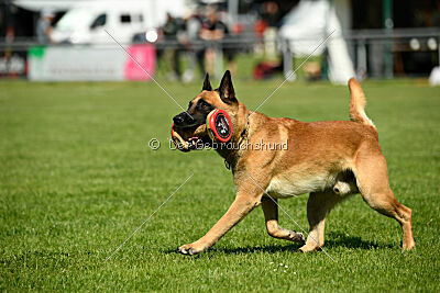 Wox de l'origine de faucon rouge