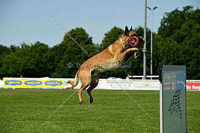 Wox de l'origine de faucon rouge