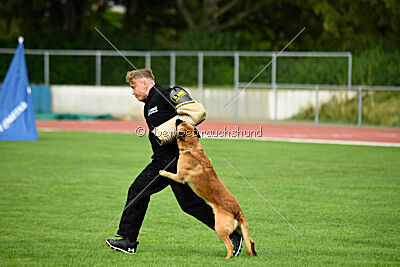Wox de l'origine de faucon rouge