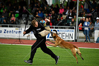 Wox de l'origine de faucon rouge