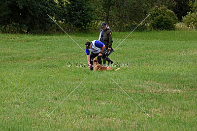 Wox de l'origine de faucon rouge