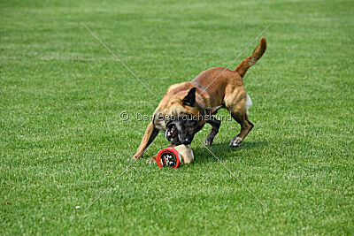 Xarey vom Further Moor