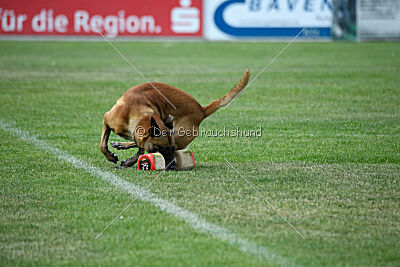 Xarey vom Further Moor