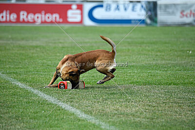 Xarey vom Further Moor