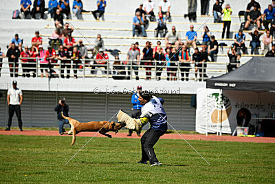 Xarey vom Further Moor