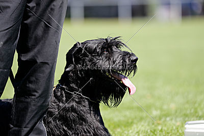 Xaro von der Schönburg