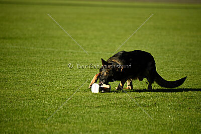 Xavi de Jardines del Real