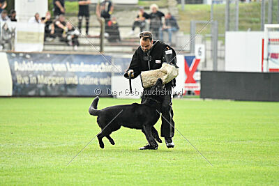 Xena vom Ketscher Wald