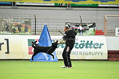 Xena vom Ketscher Wald