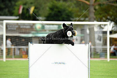 Xioux vom Lindelbrunn