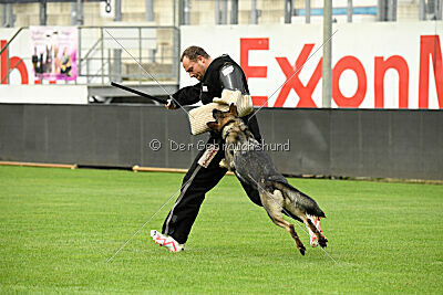 Xmolly vom Wolfsdreieck