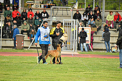 Xoltan vom Gsiberger