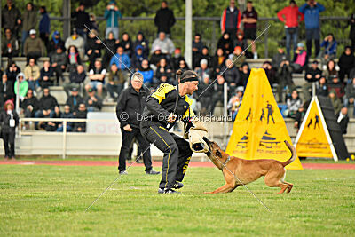 Xoltan vom Gsiberger