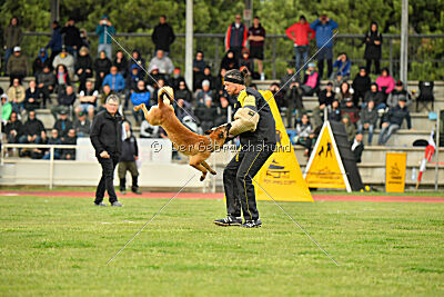 Xoltan vom Gsiberger