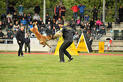 Xoltan vom Gsiberger