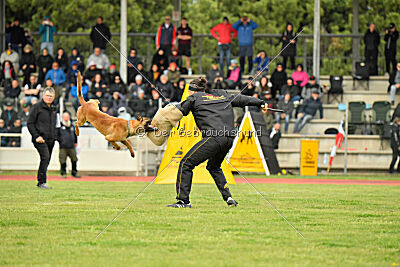 Xoltan vom Gsiberger
