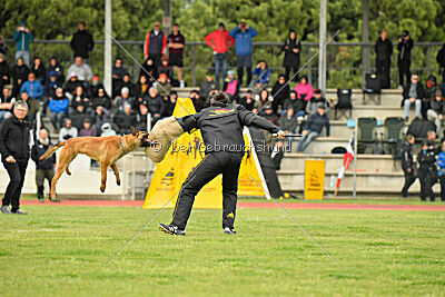 Xoltan vom Gsiberger