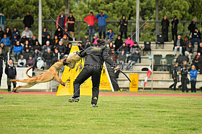 Xoltan vom Gsiberger