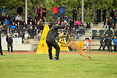 Xoltan vom Gsiberger