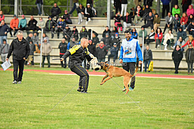 Xoltan vom Gsiberger