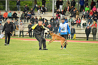 Xoltan vom Gsiberger