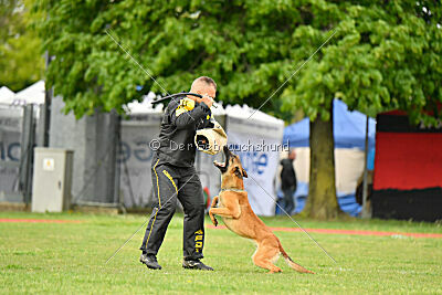 Xoltan vom Gsiberger