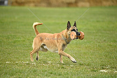 Xtreme vom Further Moor