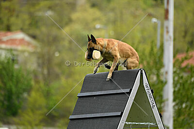 Xtreme vom Further Moor