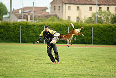 Y'Maximus vom Rheurdter Land