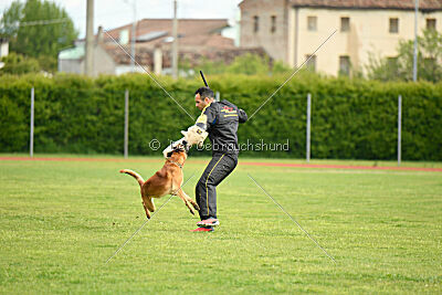 Y'Maximus vom Rheurdter Land