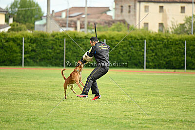 Y'Maximus vom Rheurdter Land