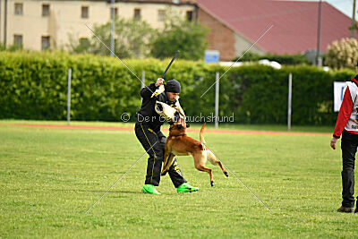 Y'Maximus vom Rheurdter Land