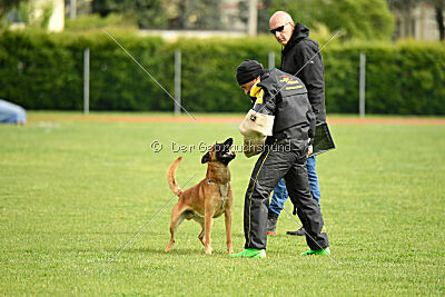 Y'Maximus vom Rheurdter Land