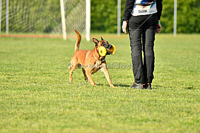 Y'Maximus vom Rheurdter Land