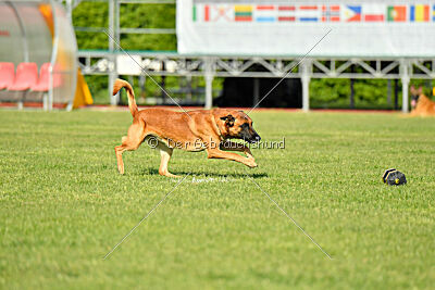 Y'Maximus vom Rheurdter Land