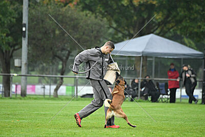 Yak vom Further Moor