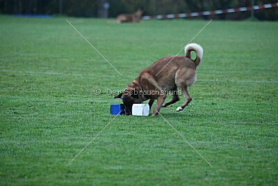 Yak vom Further Moor