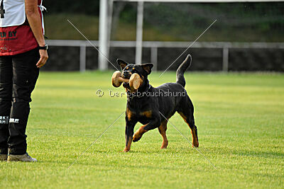 Yakima vom Hause Neubrand