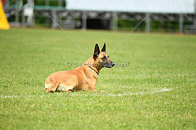 Yes Of Course von der Steinteichmühle