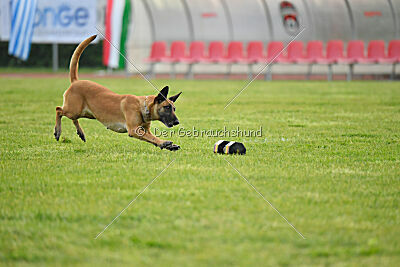 Yes Of Course von der Steinteichmühle