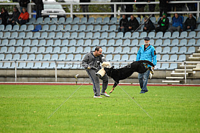 Yumah von den Wölfen