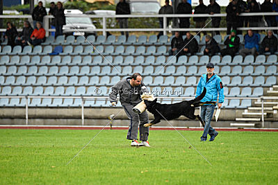 Yumah von den Wölfen