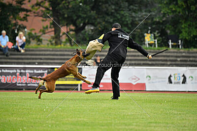 Zauberlehrling von der Steinteichmühle