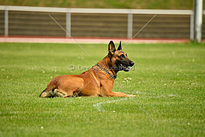 Zauberlehrling von der Steinteichmühle